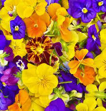 Loco Fields - Flowers - Edible Nasturtiums